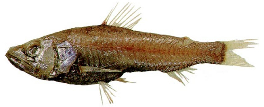 Neoscopelus macrolepidotus_03.jpg